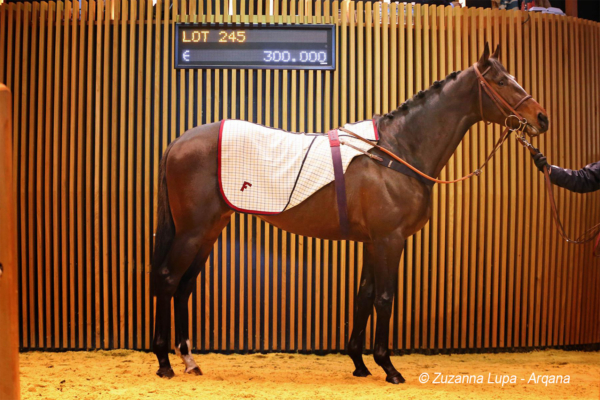 Ventes de chevaux Arqana - Deauville